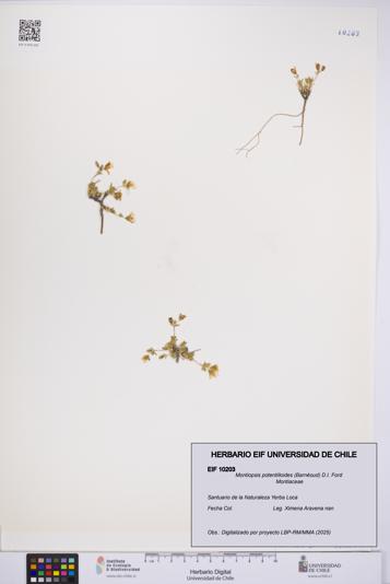 Montiopsis potentilloides [Espécimen: UCH:EIF:0010203]