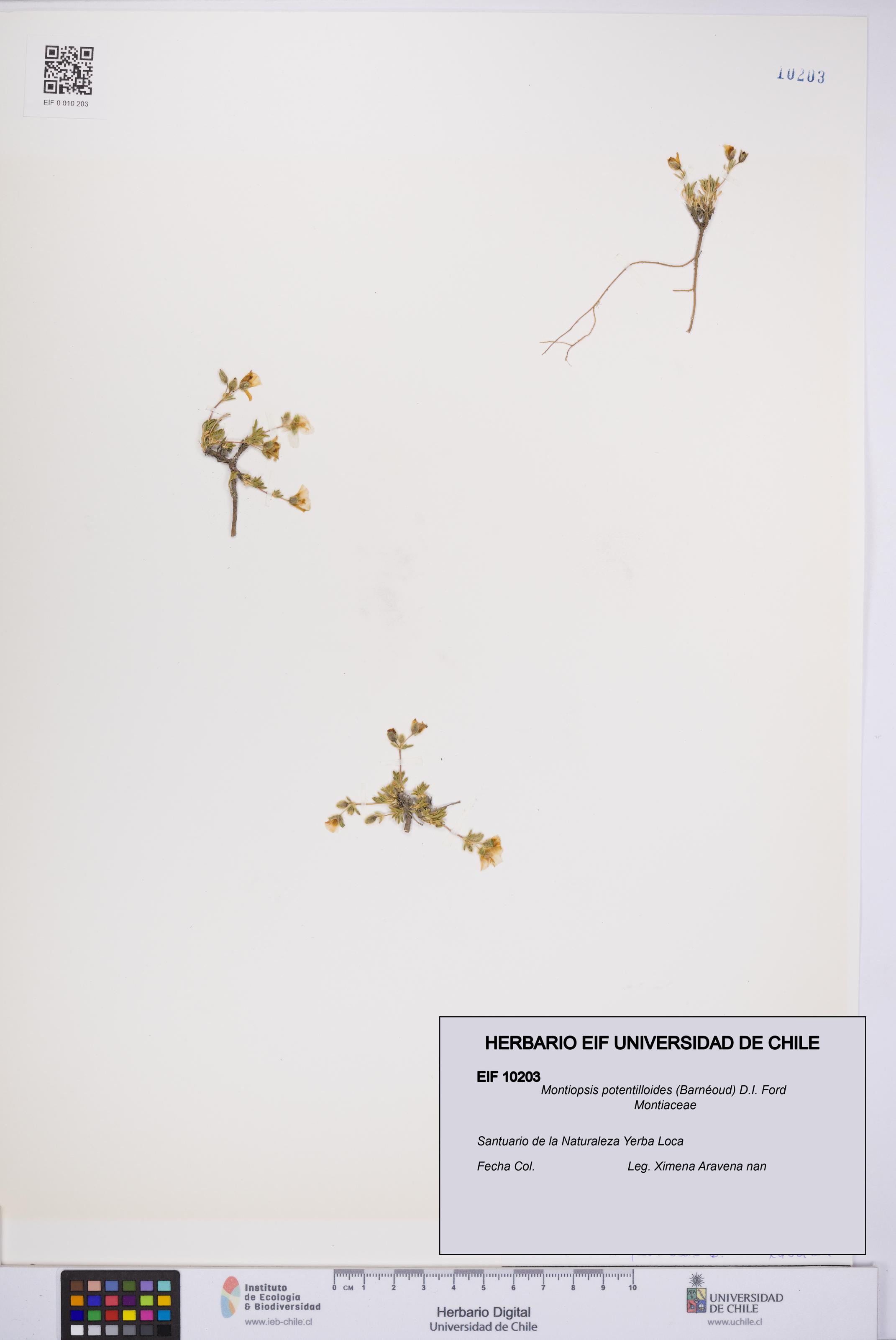 Montiopsis potentilloides [Espécimen: UCH:EIF:0010203]