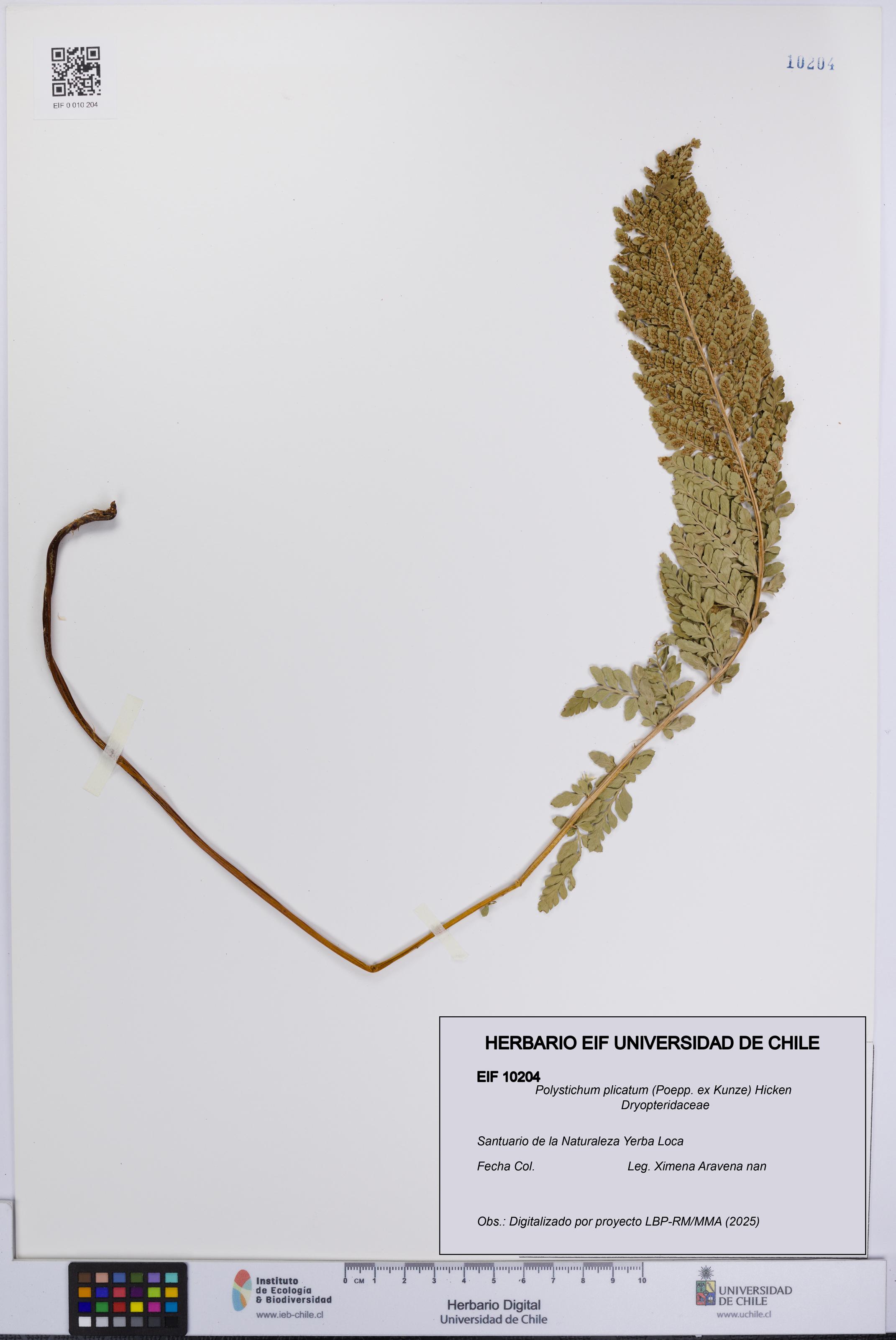 Polystichum plicatum [Espécimen: UCH:EIF:0010204]