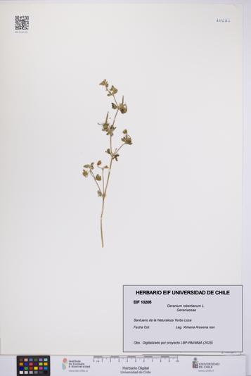 Geranium robertianum [Espécimen: UCH:EIF:0010205]