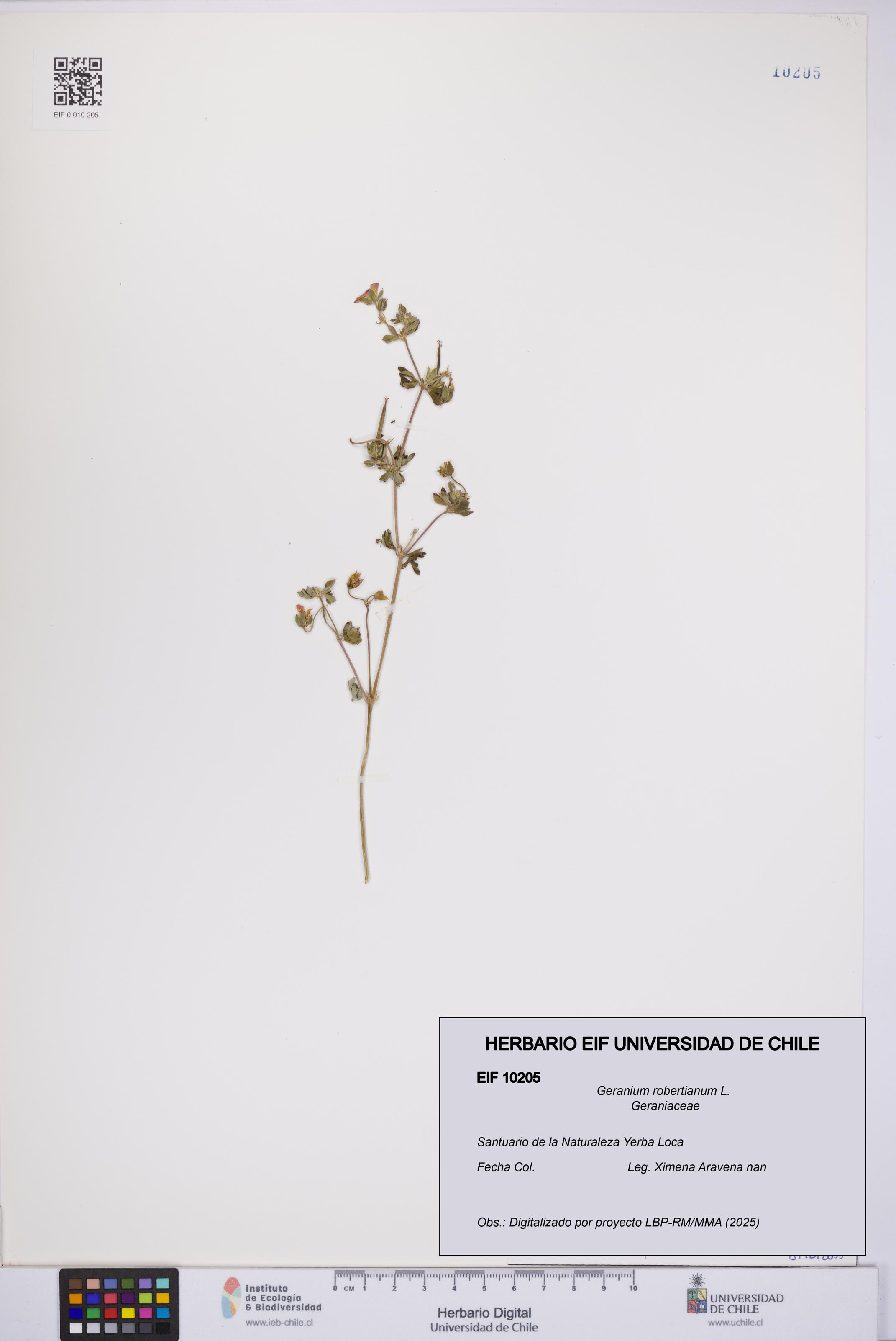 Geranium robertianum [Espécimen: UCH:EIF:0010205]