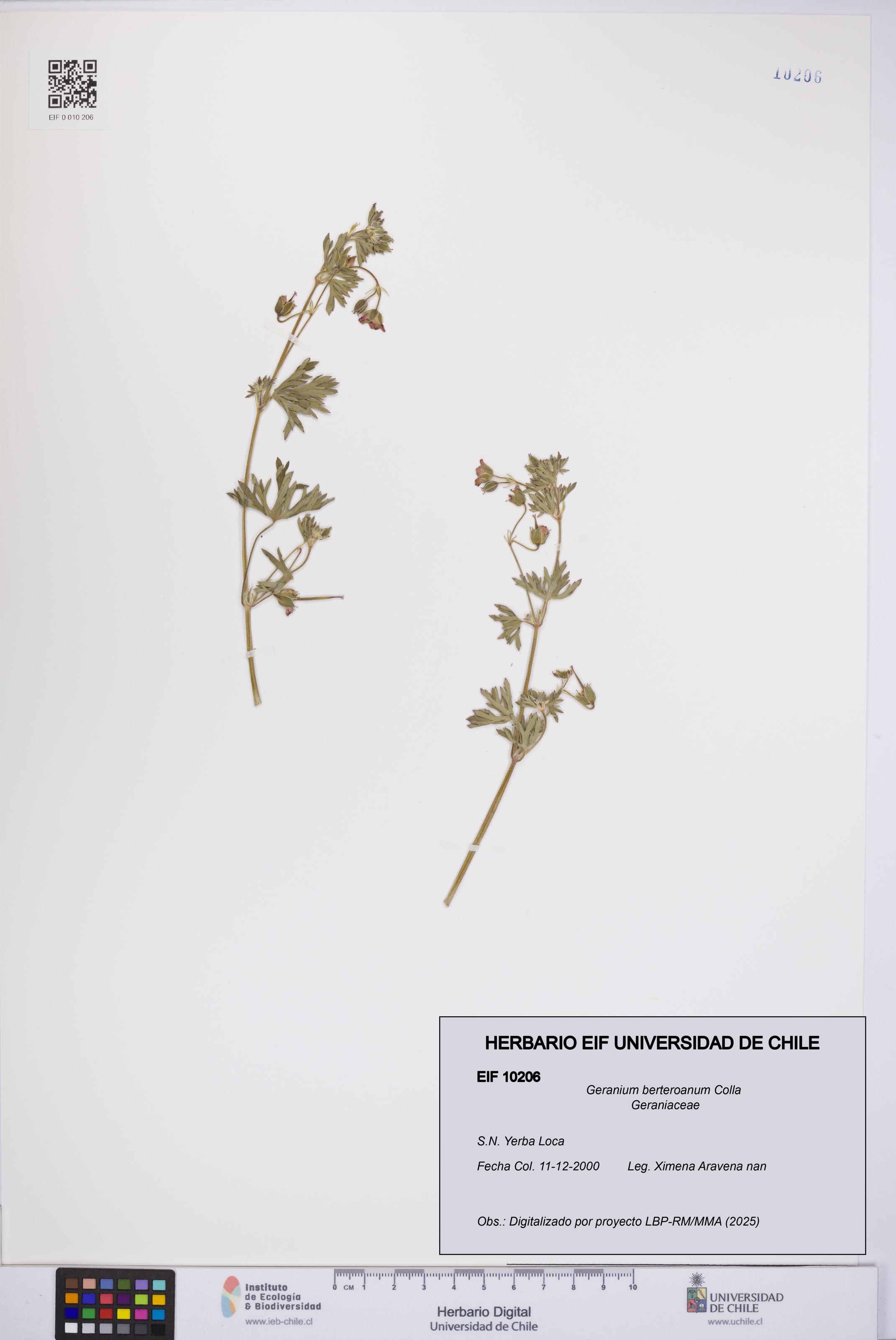 Geranium berteroanum [Espécimen: UCH:EIF:0010206]