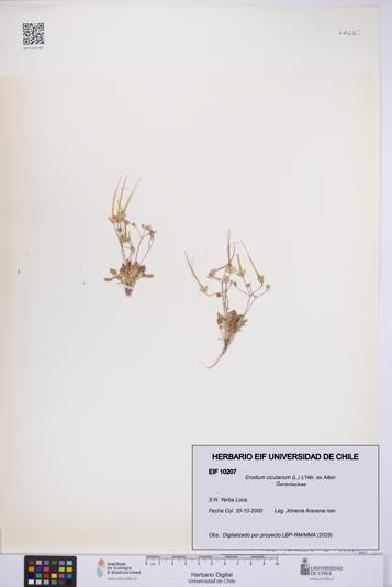 Erodium cicutarium [Espécimen: UCH:EIF:0010207]