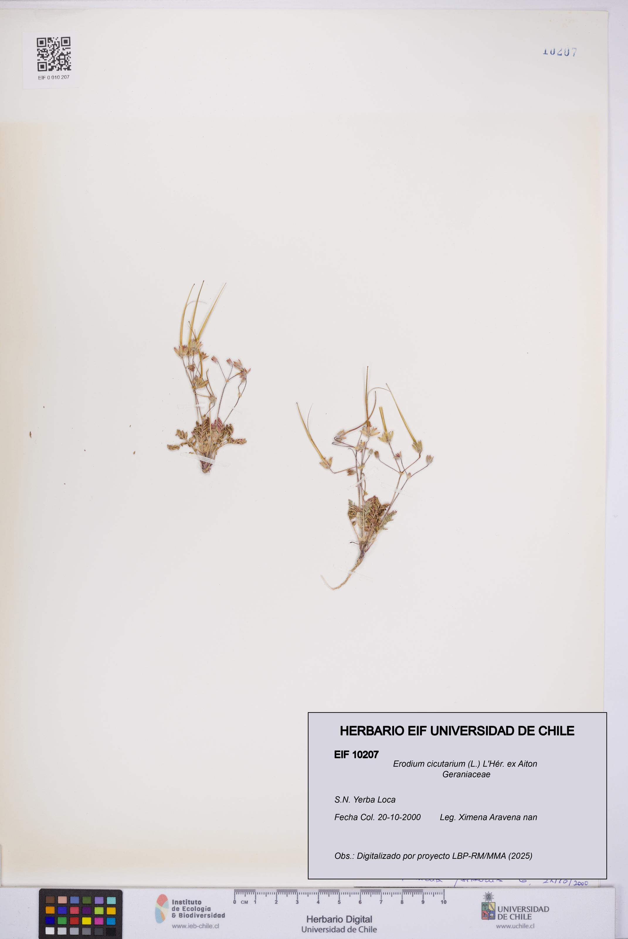 Erodium cicutarium [Espécimen: UCH:EIF:0010207]