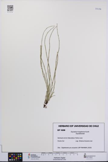 Equisetum bogotense [Espécimen: UCH:EIF:0010208]