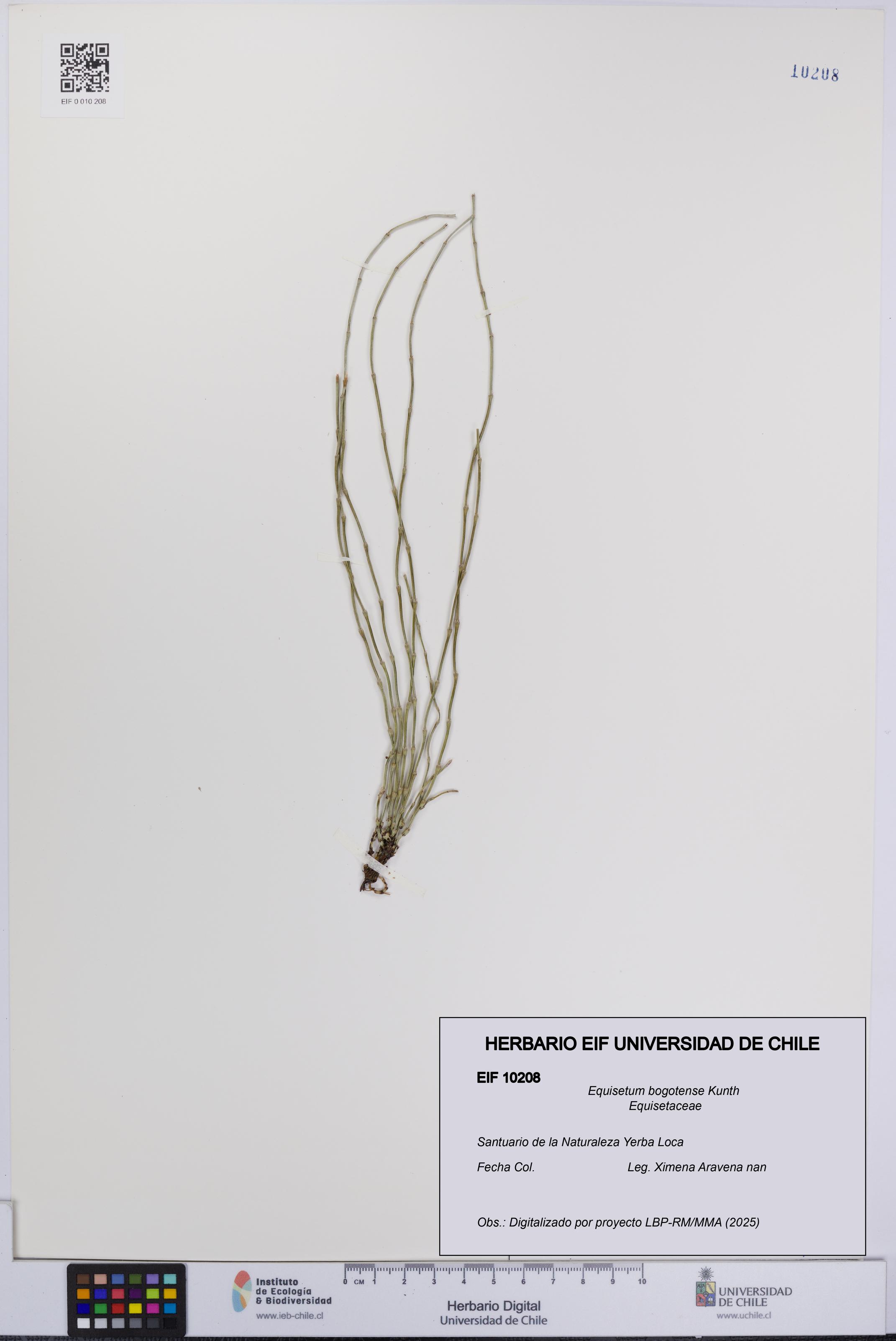 Equisetum bogotense [Espécimen: UCH:EIF:0010208]