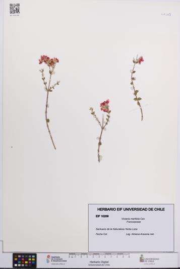 Viviania marifolia [Espécimen: UCH:EIF:0010209]