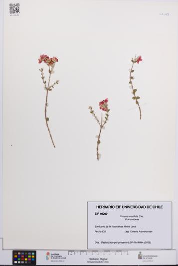 Viviania marifolia [Espécimen: UCH:EIF:0010209]