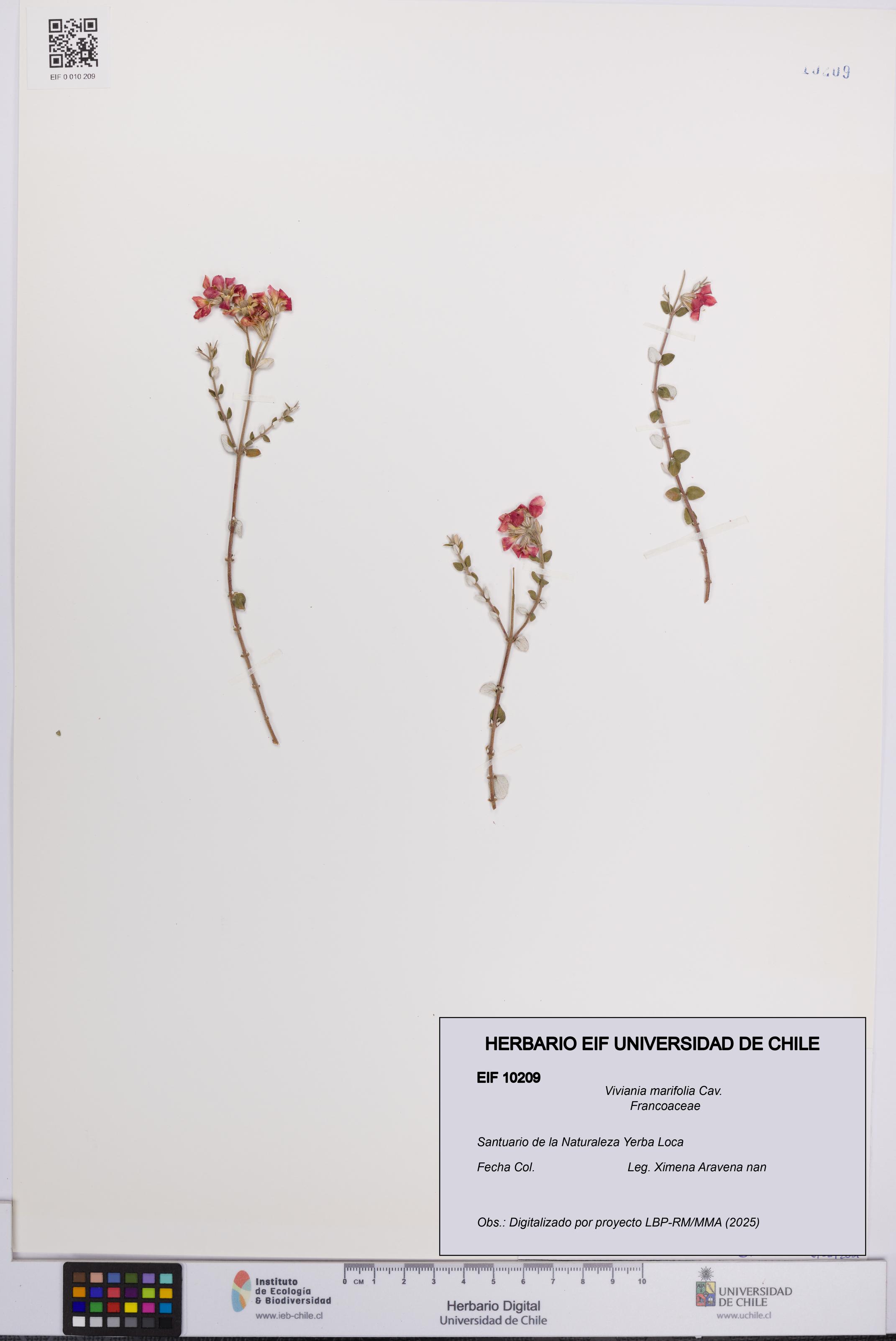 Viviania marifolia [Espécimen: UCH:EIF:0010209]