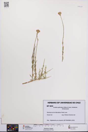 Junellia spathulata [Espécimen: UCH:EIF:0010210]