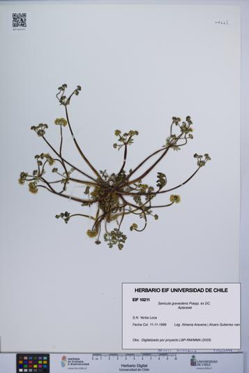 Sanicula graveolens [Espécimen: UCH:EIF:0010211]