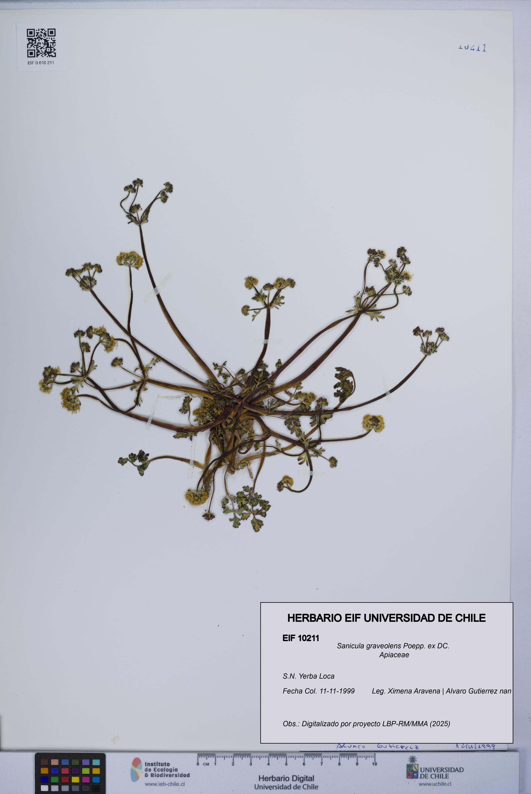 Sanicula graveolens [Espécimen: UCH:EIF:0010211]