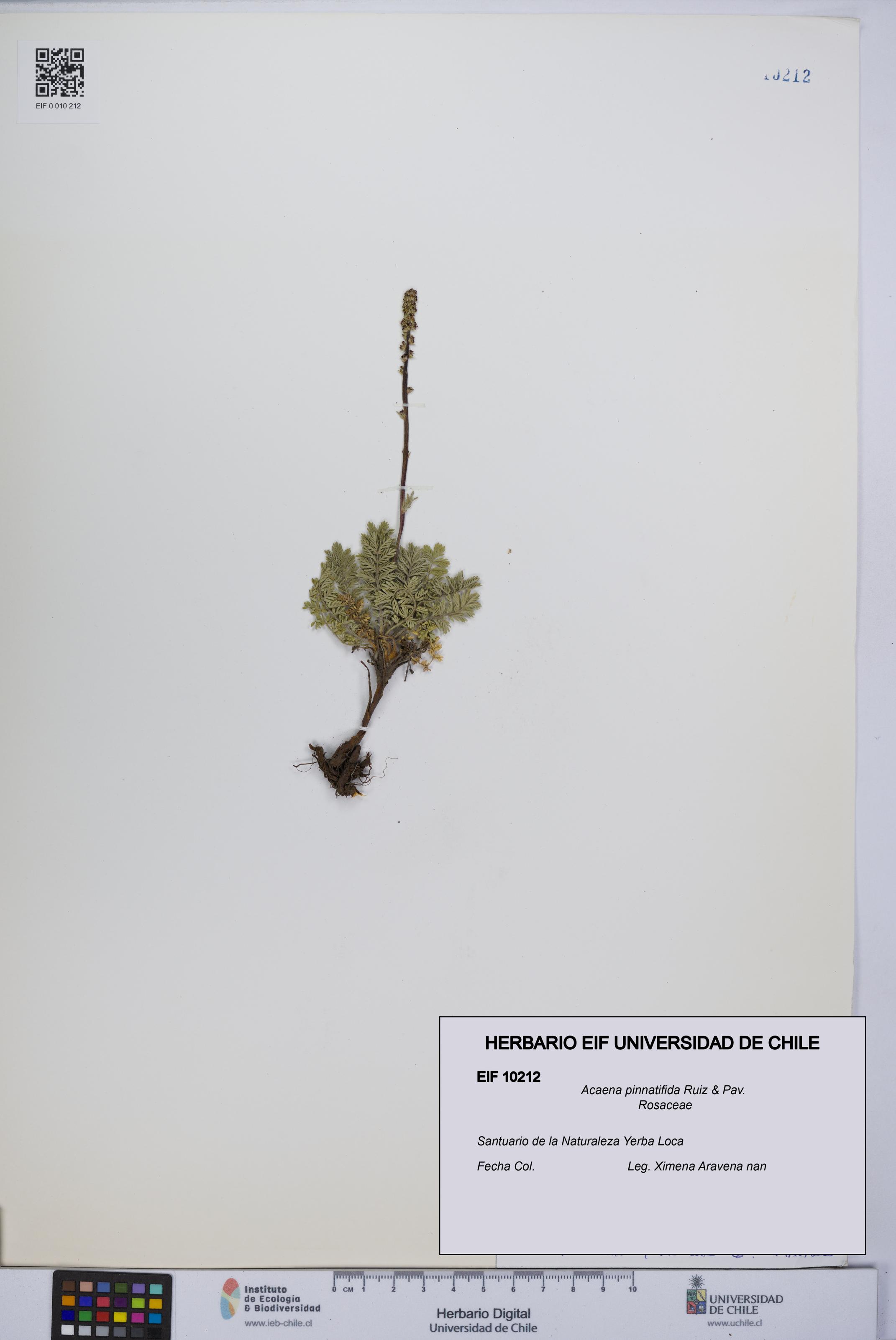 Acaena pinnatifida [Espécimen: UCH:EIF:0010212]