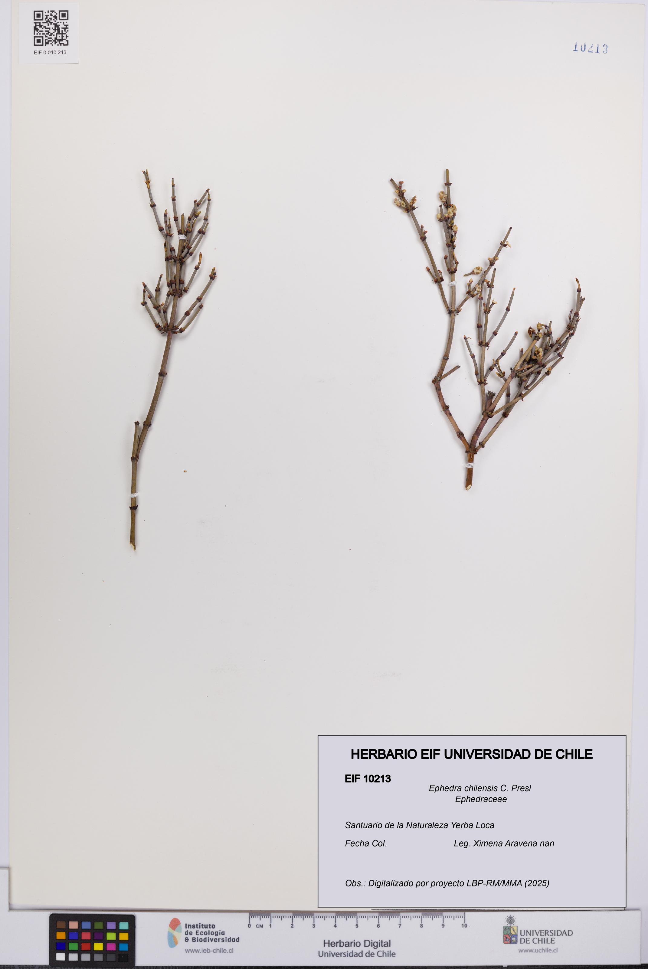 Ephedra chilensis [Espécimen: UCH:EIF:0010213]