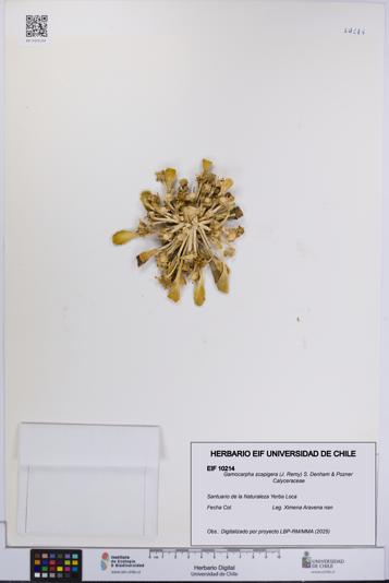 Gamocarpha scapigera [Espécimen: UCH:EIF:0010214]