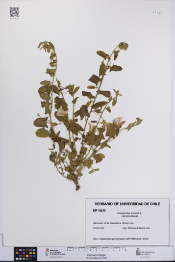 Convolvulus arvensis [Espécimen: UCH:EIF:0010215]