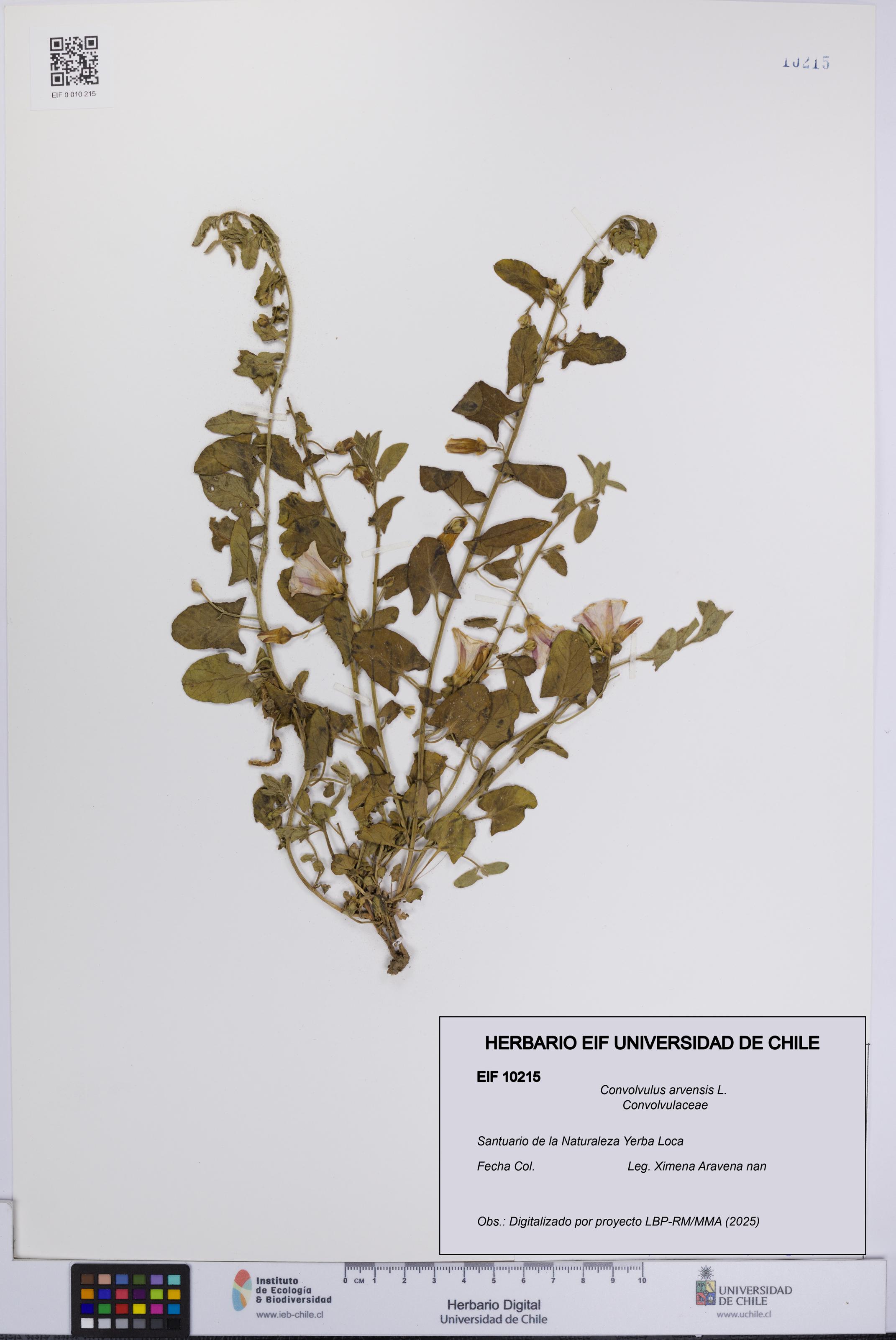 Convolvulus arvensis [Espécimen: UCH:EIF:0010215]