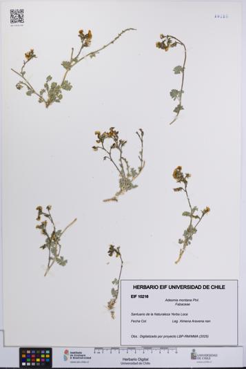 Adesmia montana [Espécimen: UCH:EIF:0010216]