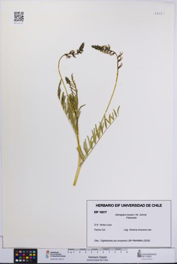 Astragalus looseri [Espécimen: UCH:EIF:0010217]