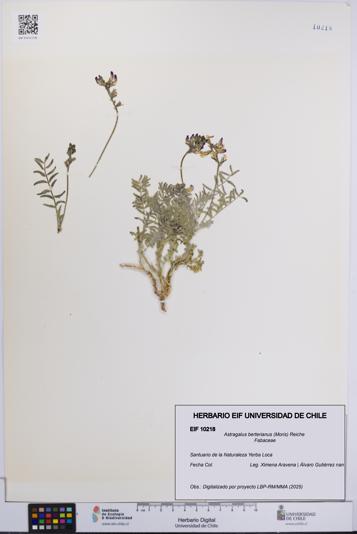 Astragalus berterianus [Espécimen: UCH:EIF:0010218]