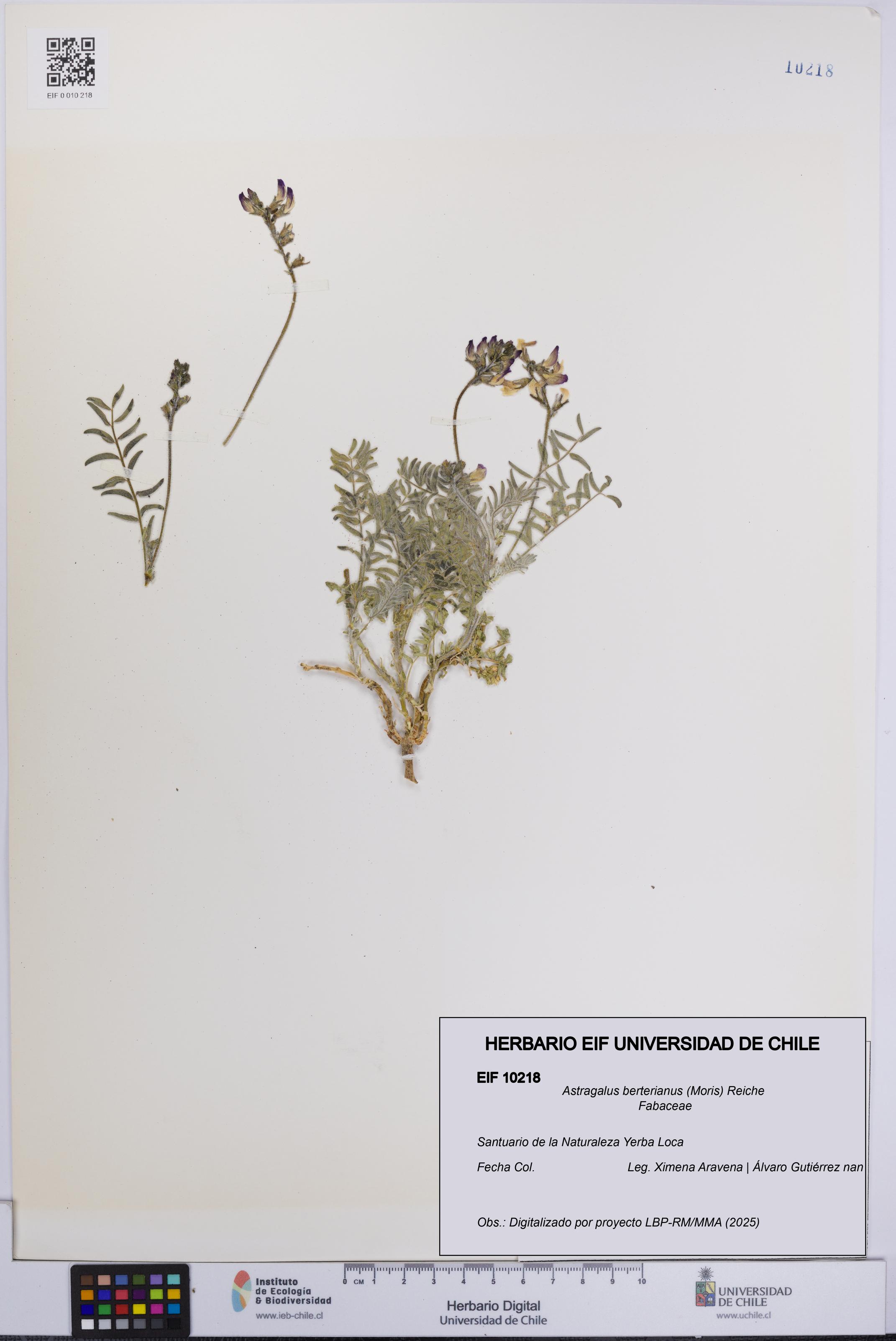 Astragalus berterianus [Espécimen: UCH:EIF:0010218]