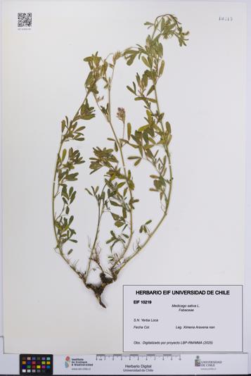 Medicago sativa [Espécimen: UCH:EIF:0010219]