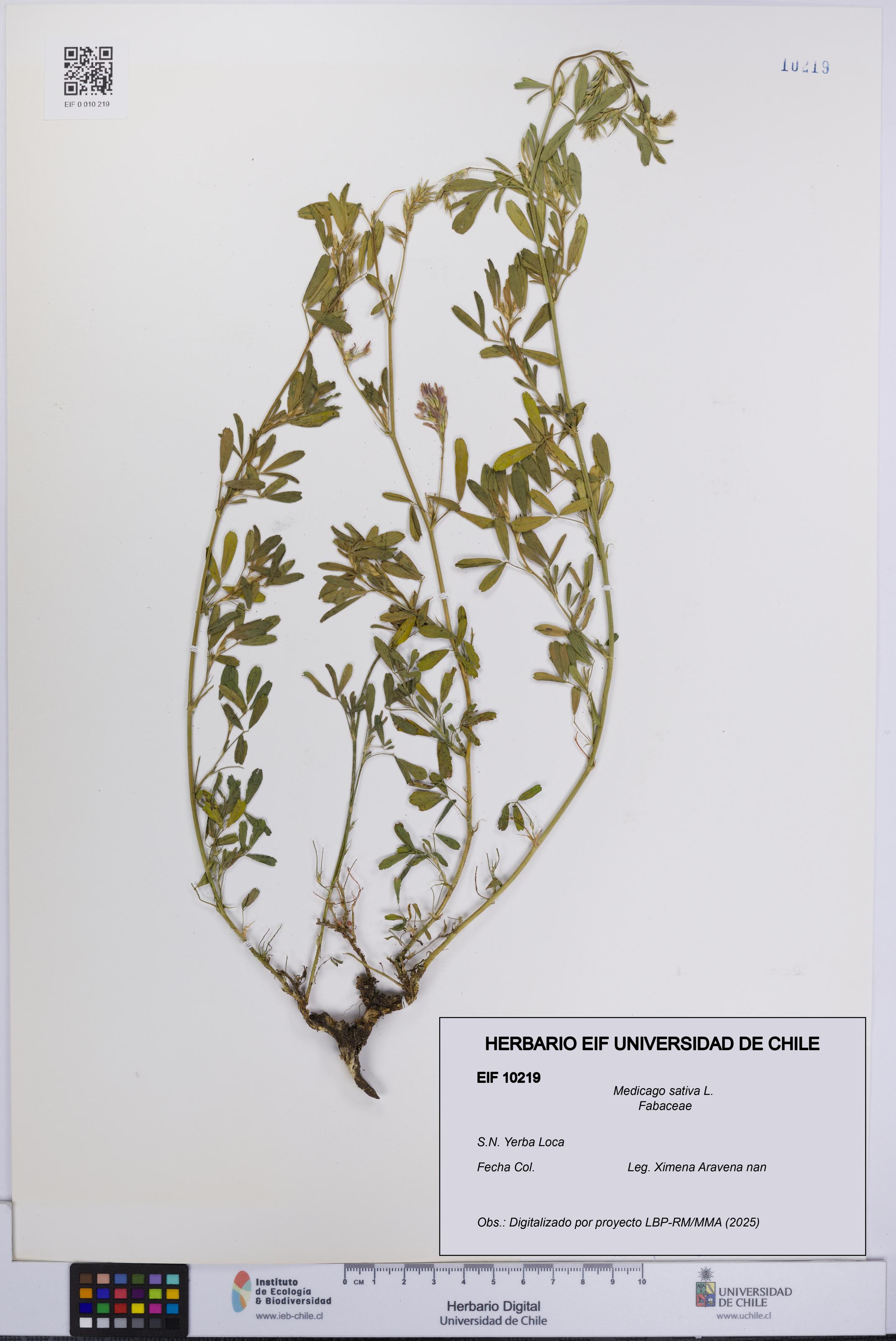 Medicago sativa [Espécimen: UCH:EIF:0010219]