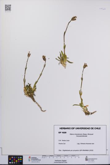Silene chubutensis [Espécimen: UCH:EIF:0010220]