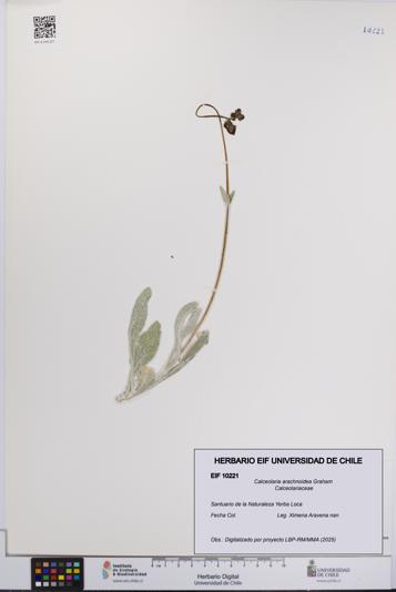 Calceolaria arachnoidea [Espécimen: UCH:EIF:0010221]