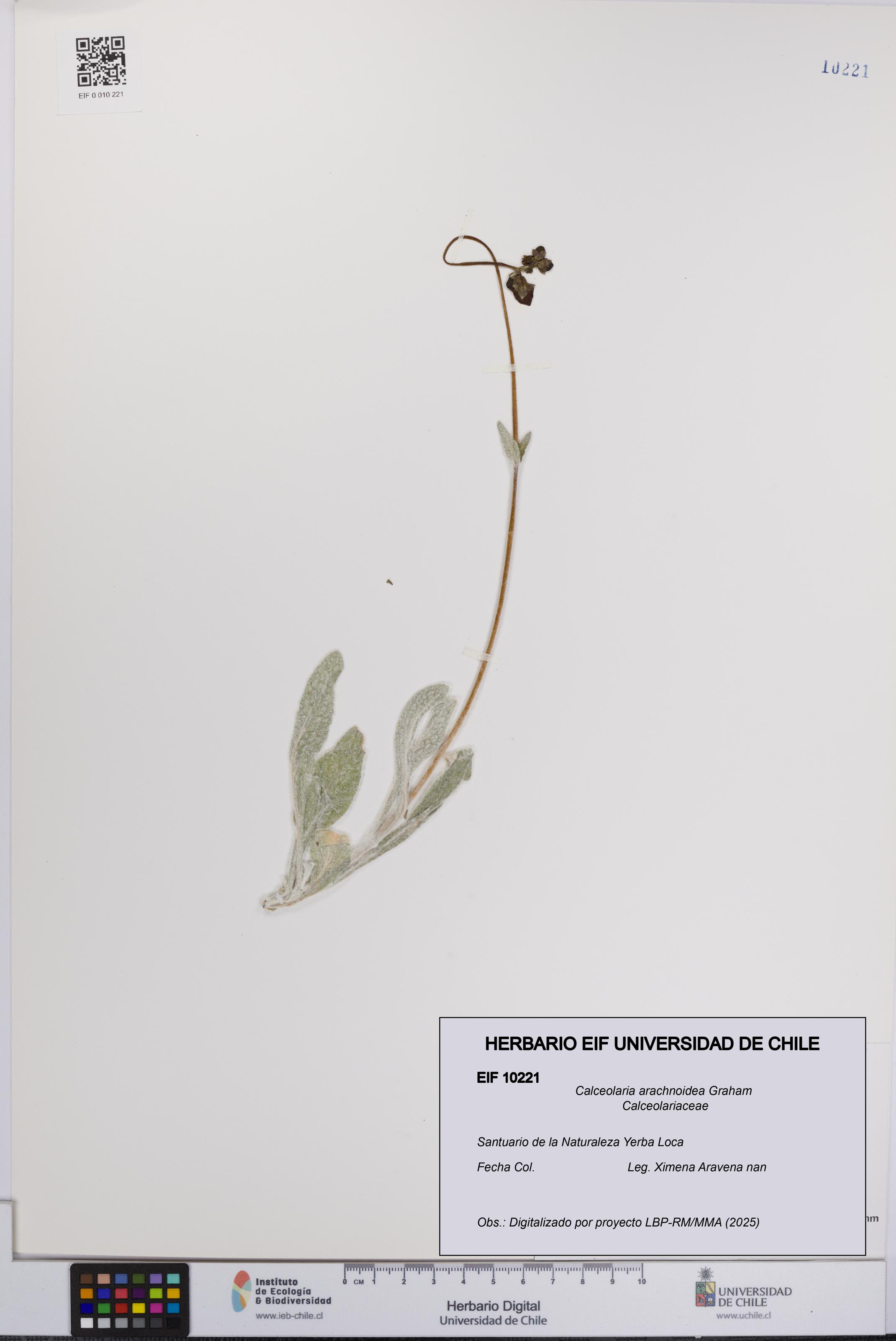 Calceolaria arachnoidea [Espécimen: UCH:EIF:0010221]