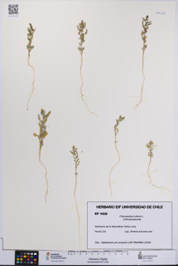 Chenopodium album [Espécimen: UCH:EIF:0010222]