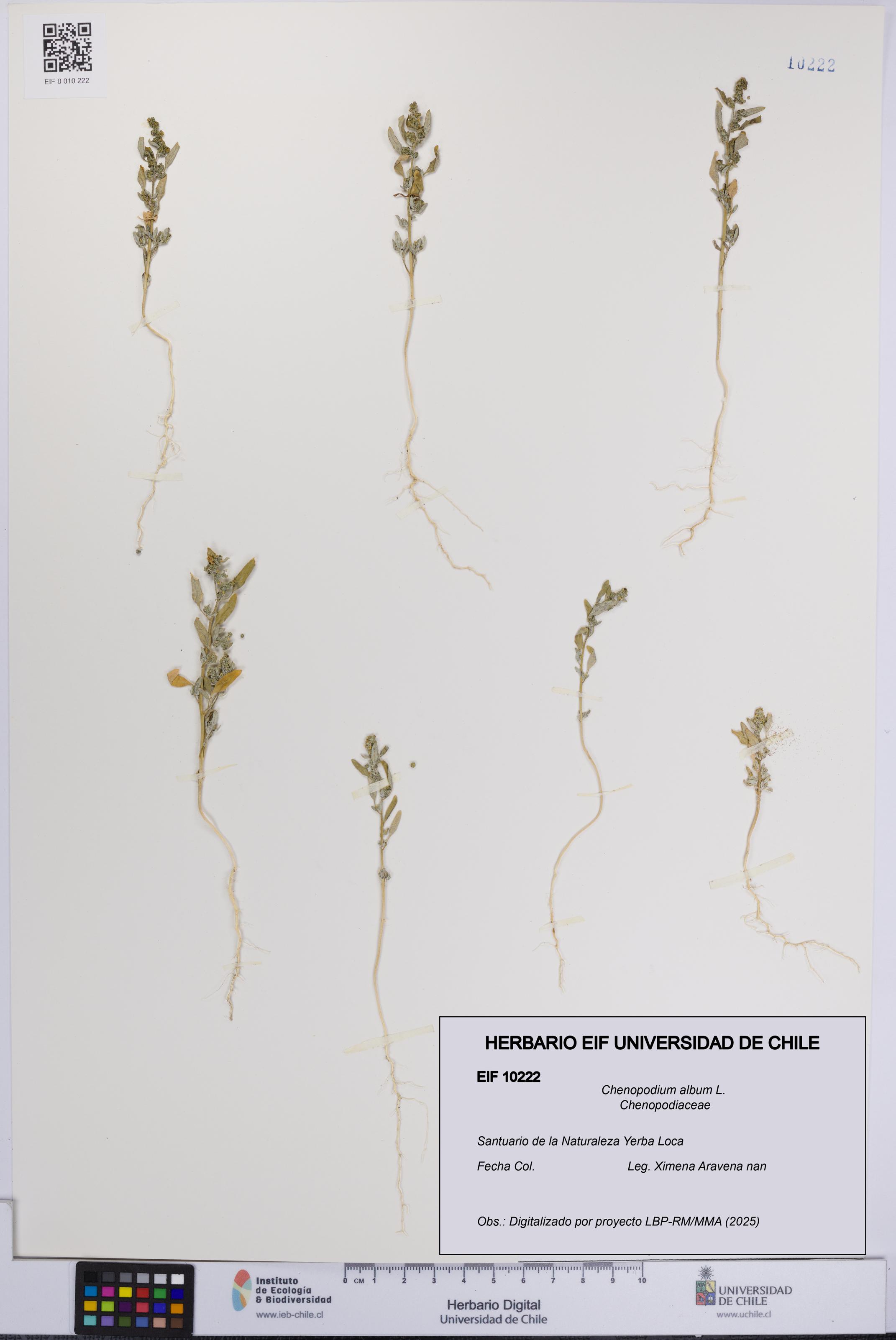 Chenopodium album [Espécimen: UCH:EIF:0010222]