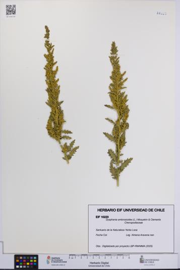 Dysphania ambrosioides [Espécimen: UCH:EIF:0010223]