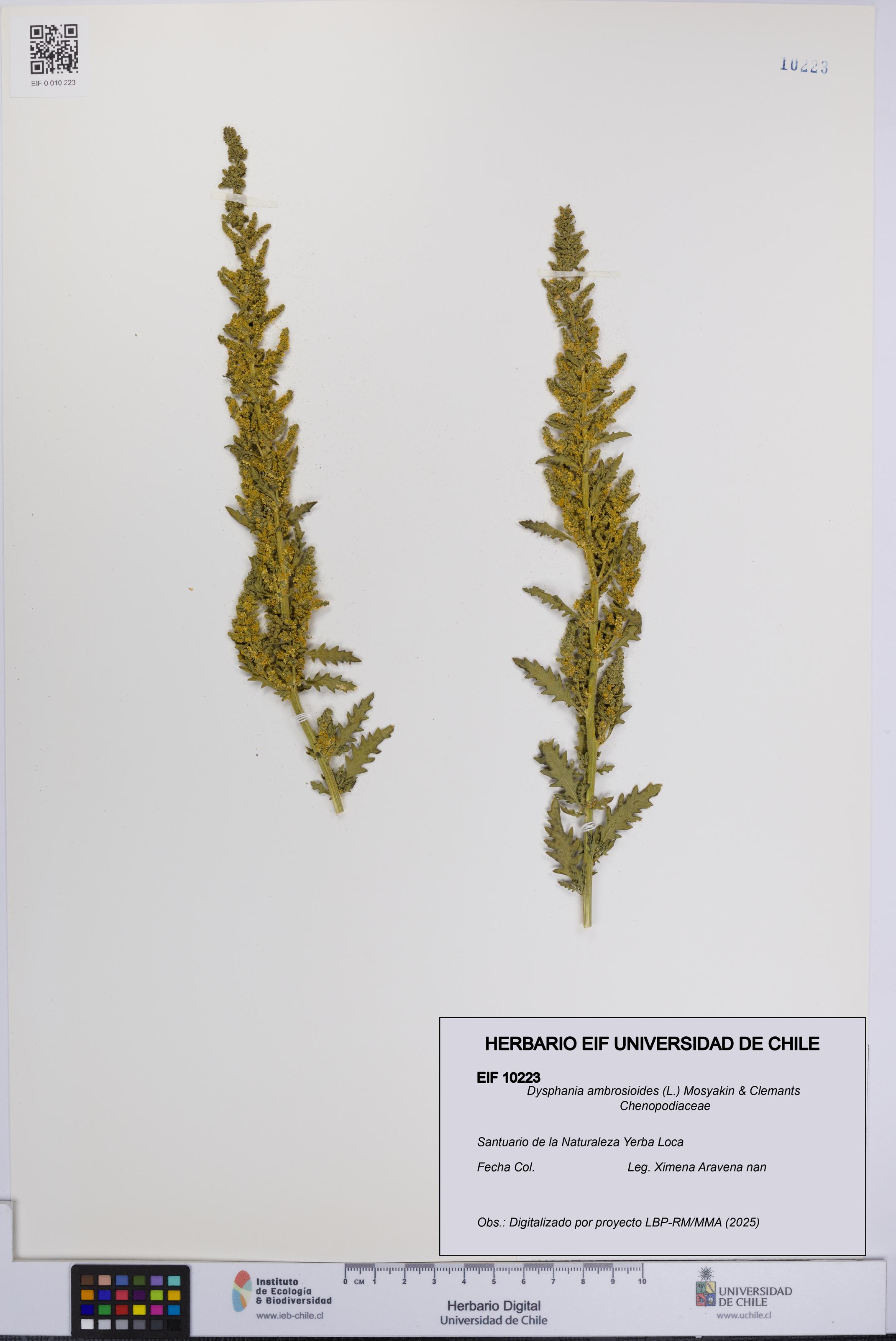 Dysphania ambrosioides [Espécimen: UCH:EIF:0010223]