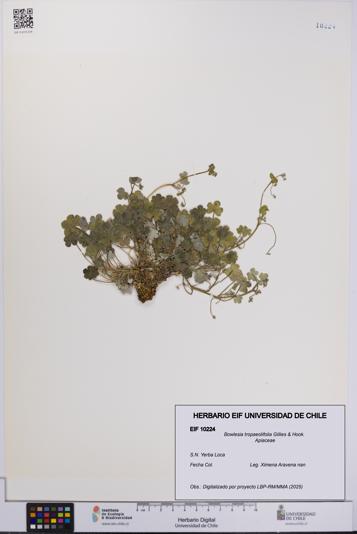 Bowlesia tropaeolifolia [Espécimen: UCH:EIF:0010224]