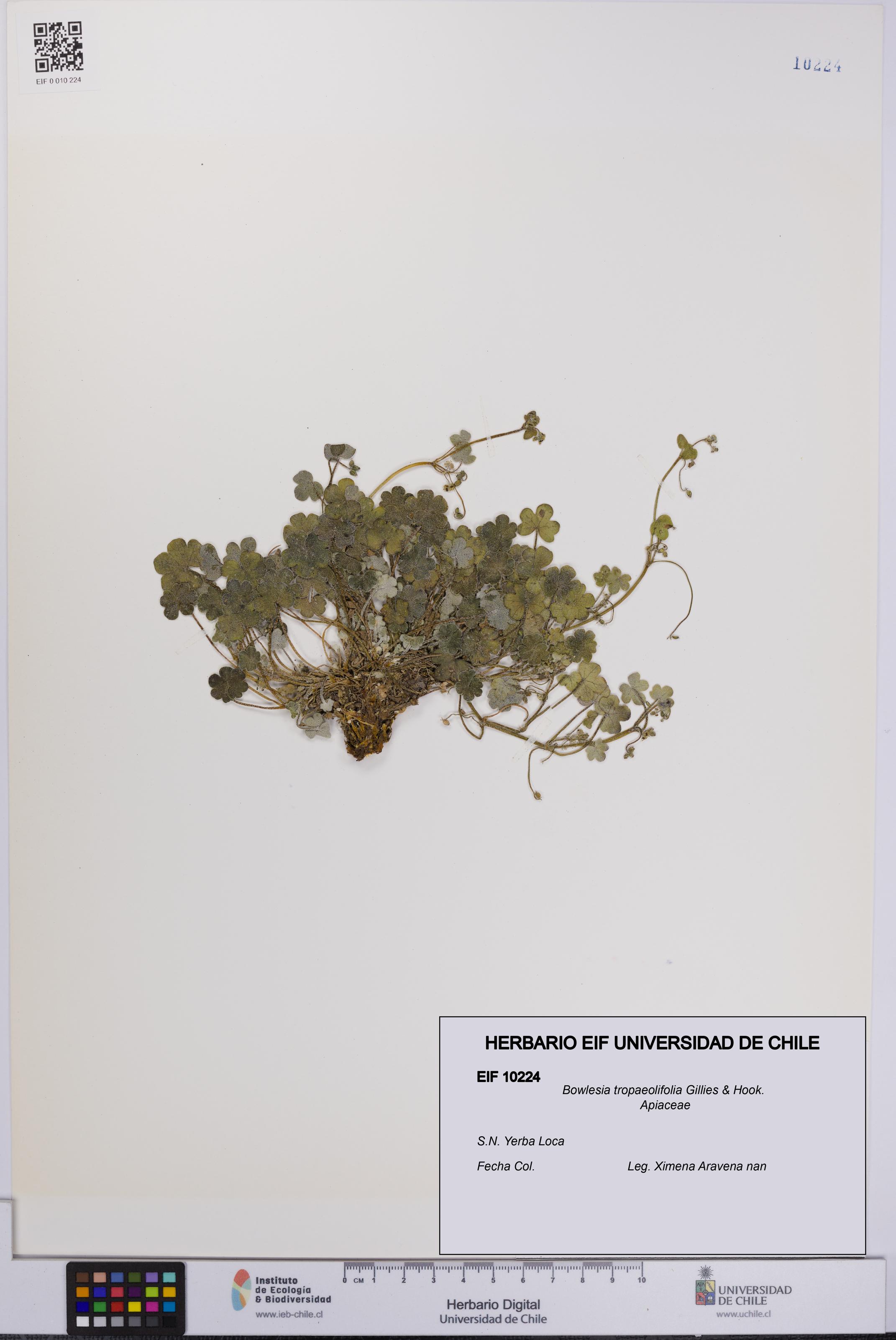 Bowlesia tropaeolifolia [Espécimen: UCH:EIF:0010224]