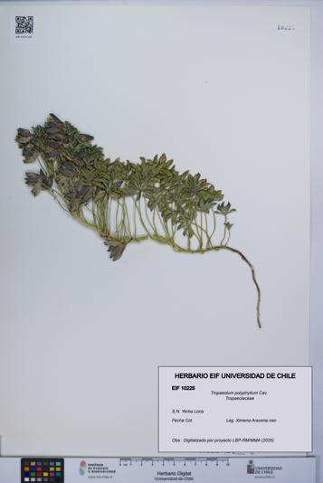 Tropaeolum polyphyllum [Espécimen: UCH:EIF:0010225]