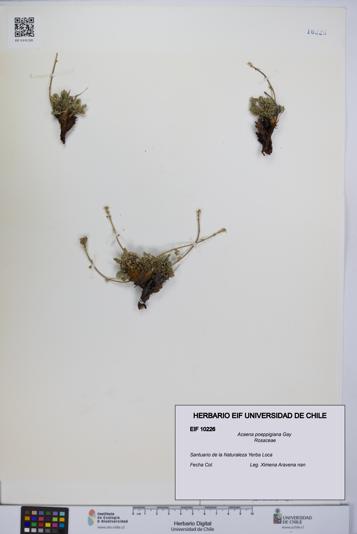 Acaena poeppigiana [Espécimen: UCH:EIF:0010226]