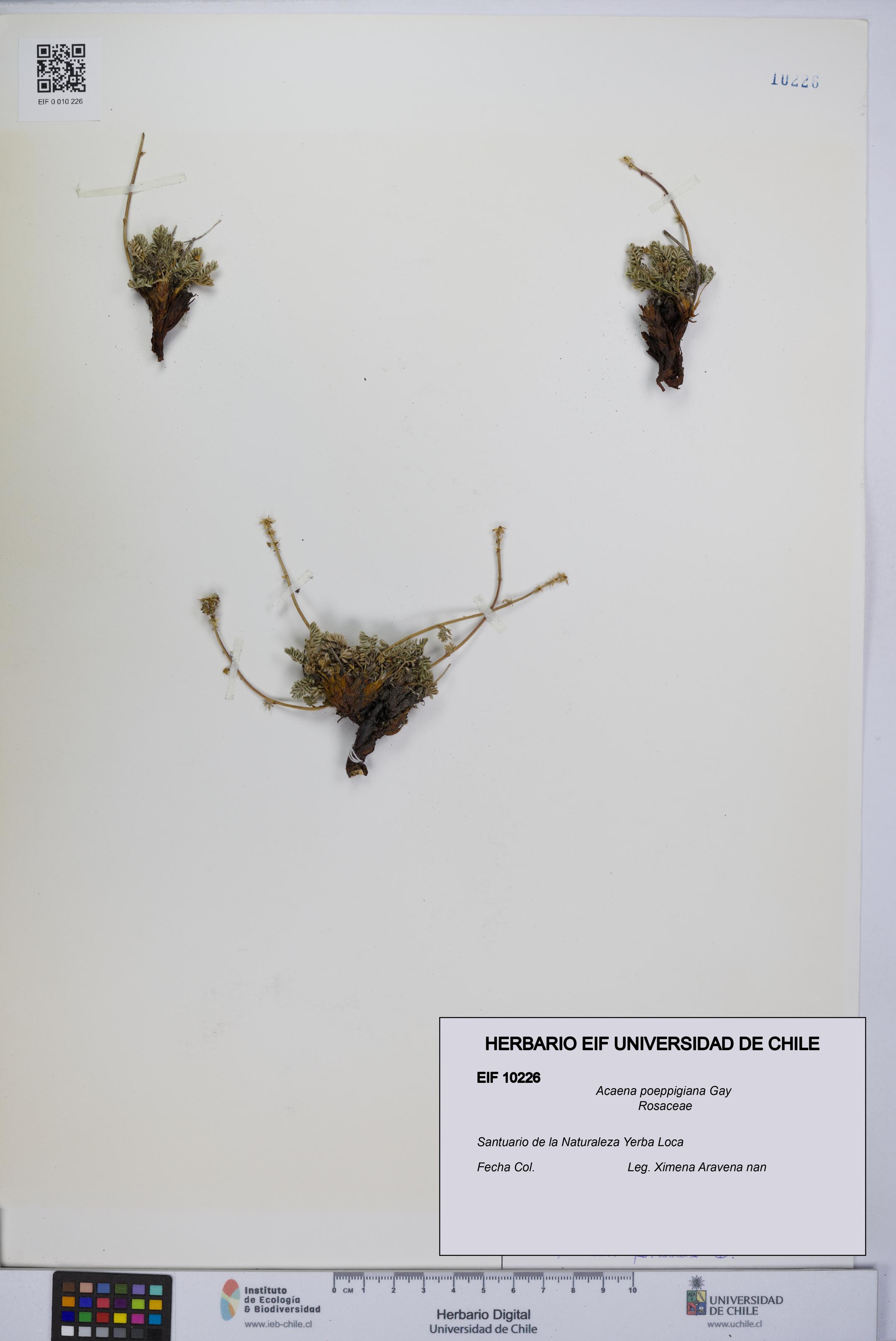 Acaena poeppigiana [Espécimen: UCH:EIF:0010226]