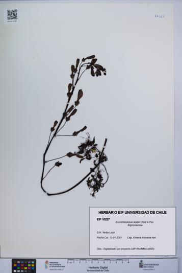 Eccremocarpus scaber [Espécimen: UCH:EIF:0010227]