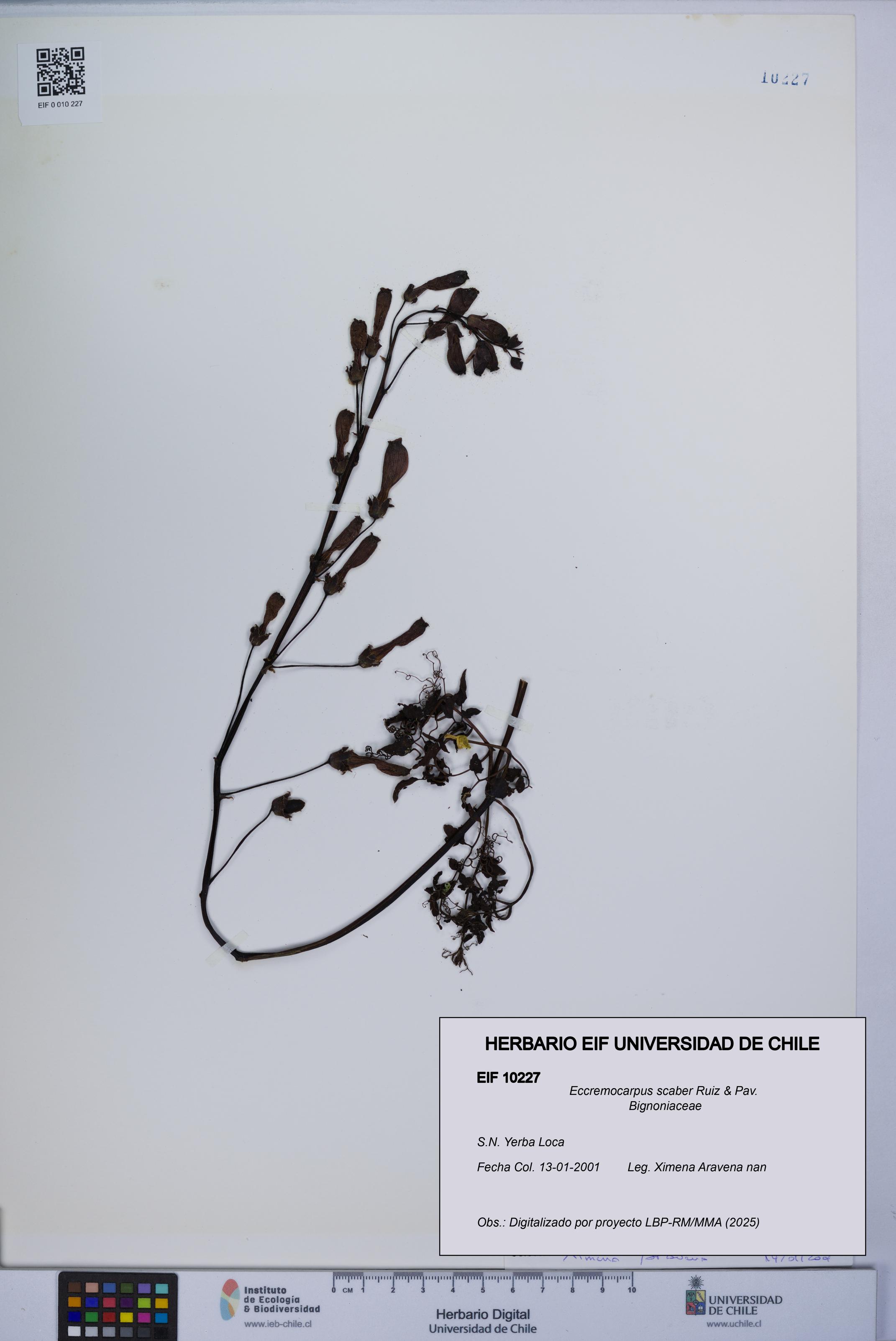 Eccremocarpus scaber [Espécimen: UCH:EIF:0010227]