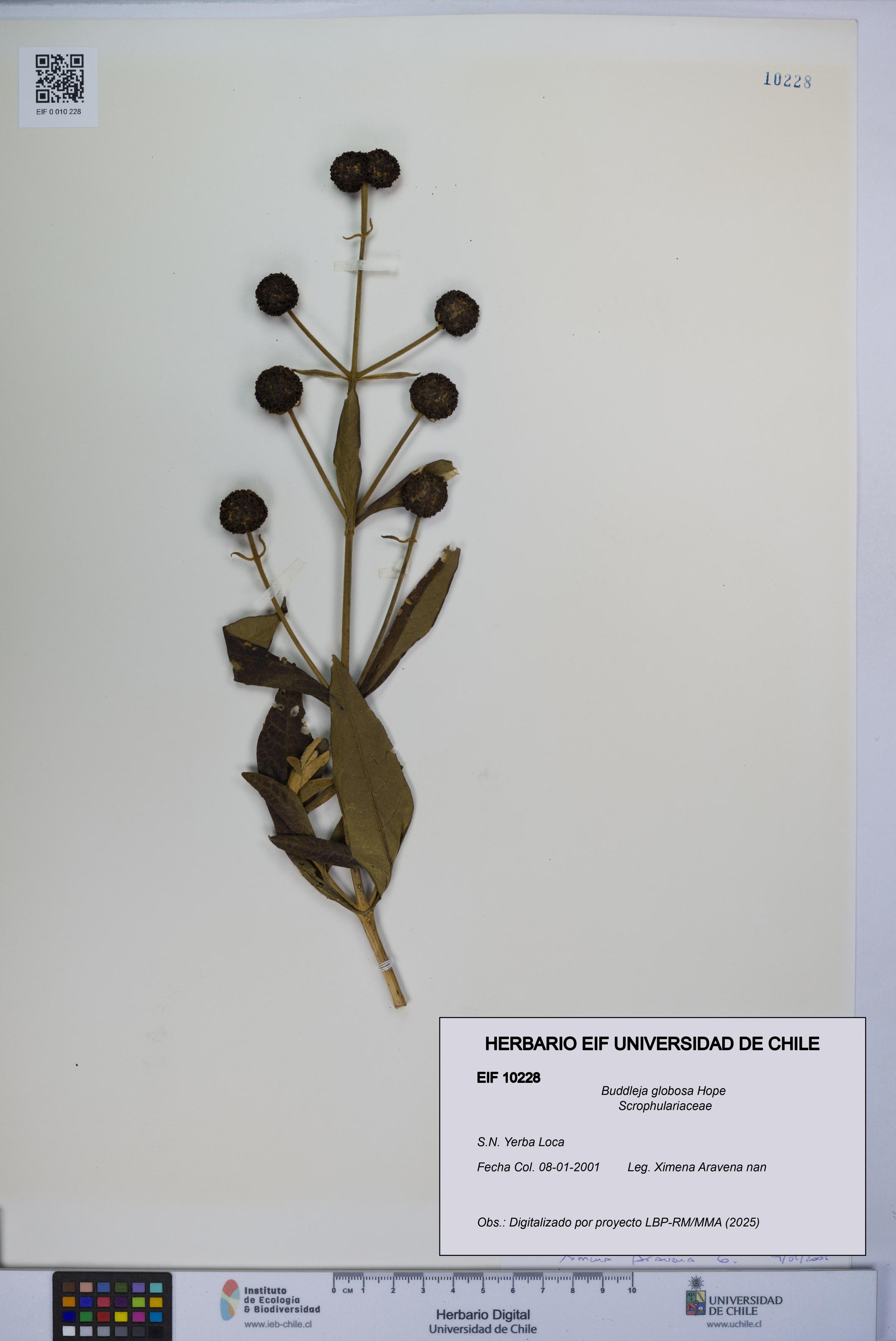 Buddleja globosa [Espécimen: UCH:EIF:0010228]