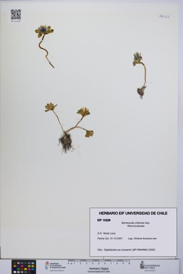 Barneoudia chilensis [Espécimen: ]