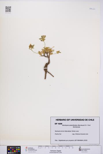 Montiopsis potentilloides [Espécimen: UCH:EIF:0010230]