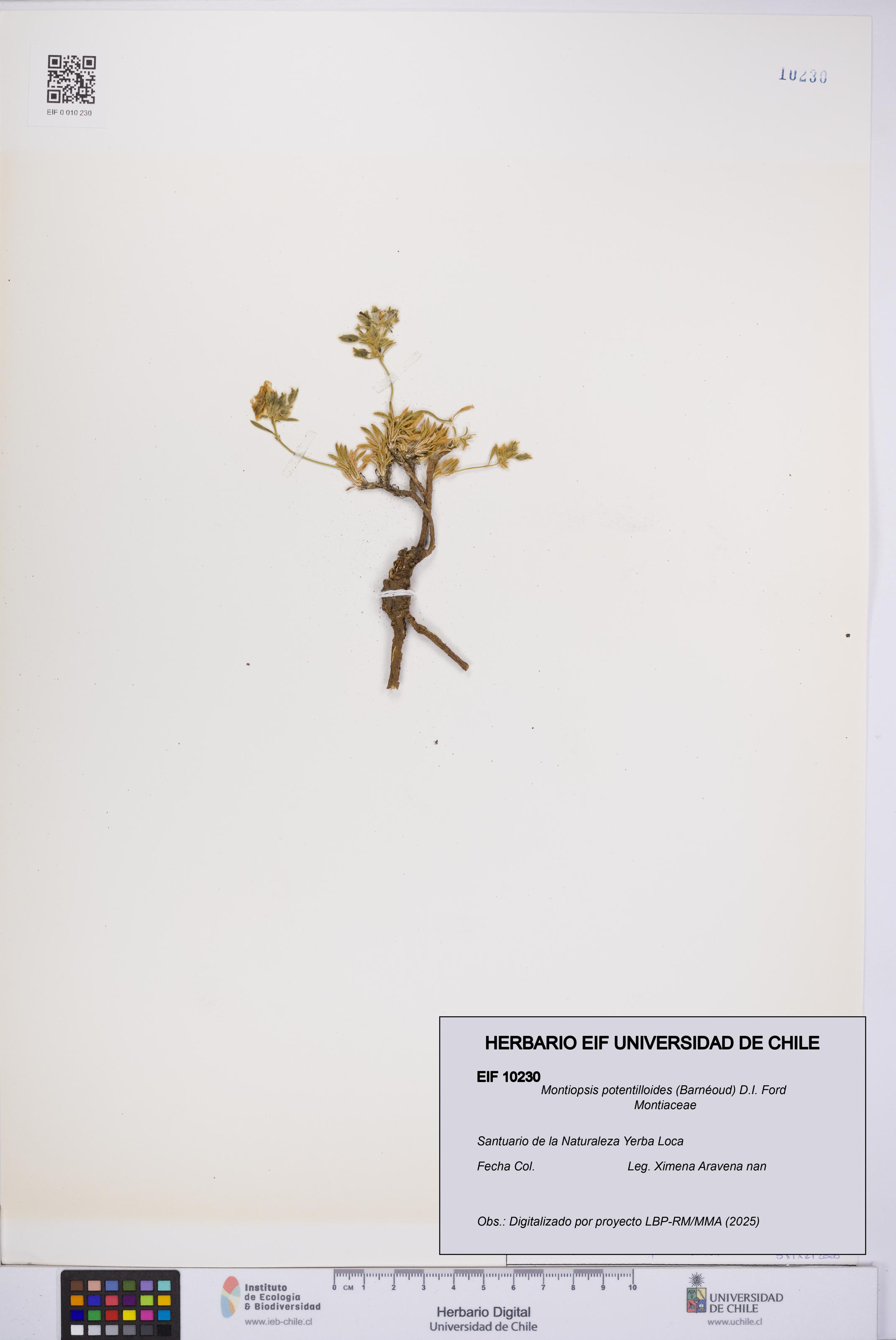 Montiopsis potentilloides [Espécimen: UCH:EIF:0010230]