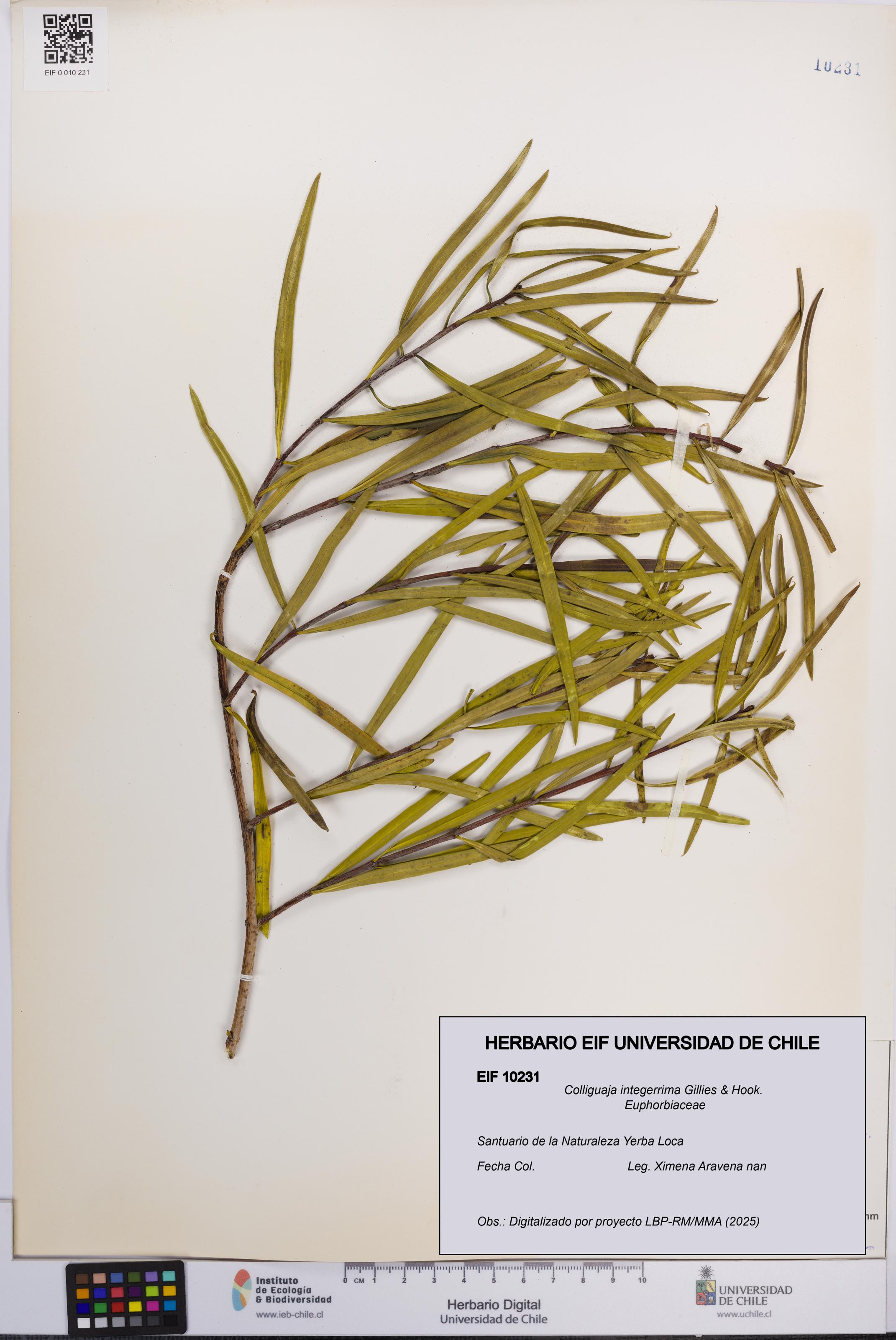 Colliguaja integerrima [Espécimen: UCH:EIF:0010231]