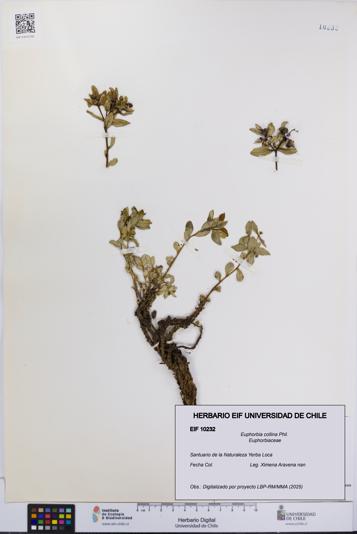 Euphorbia collina [Espécimen: UCH:EIF:0010232]