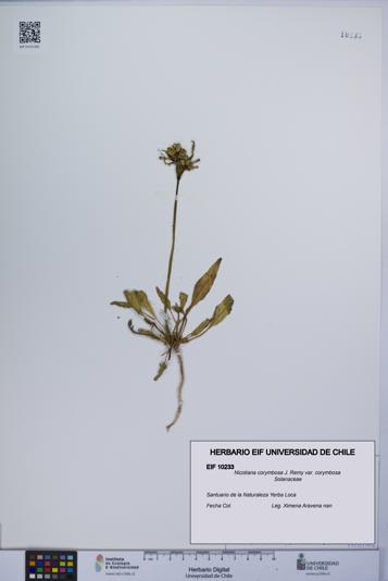 Nicotiana corymbosa var. corymbosa [Espécimen: UCH:EIF:0010233]