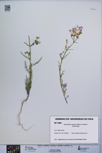 Schizanthus hookeri [Espécimen: UCH:EIF:0010234]