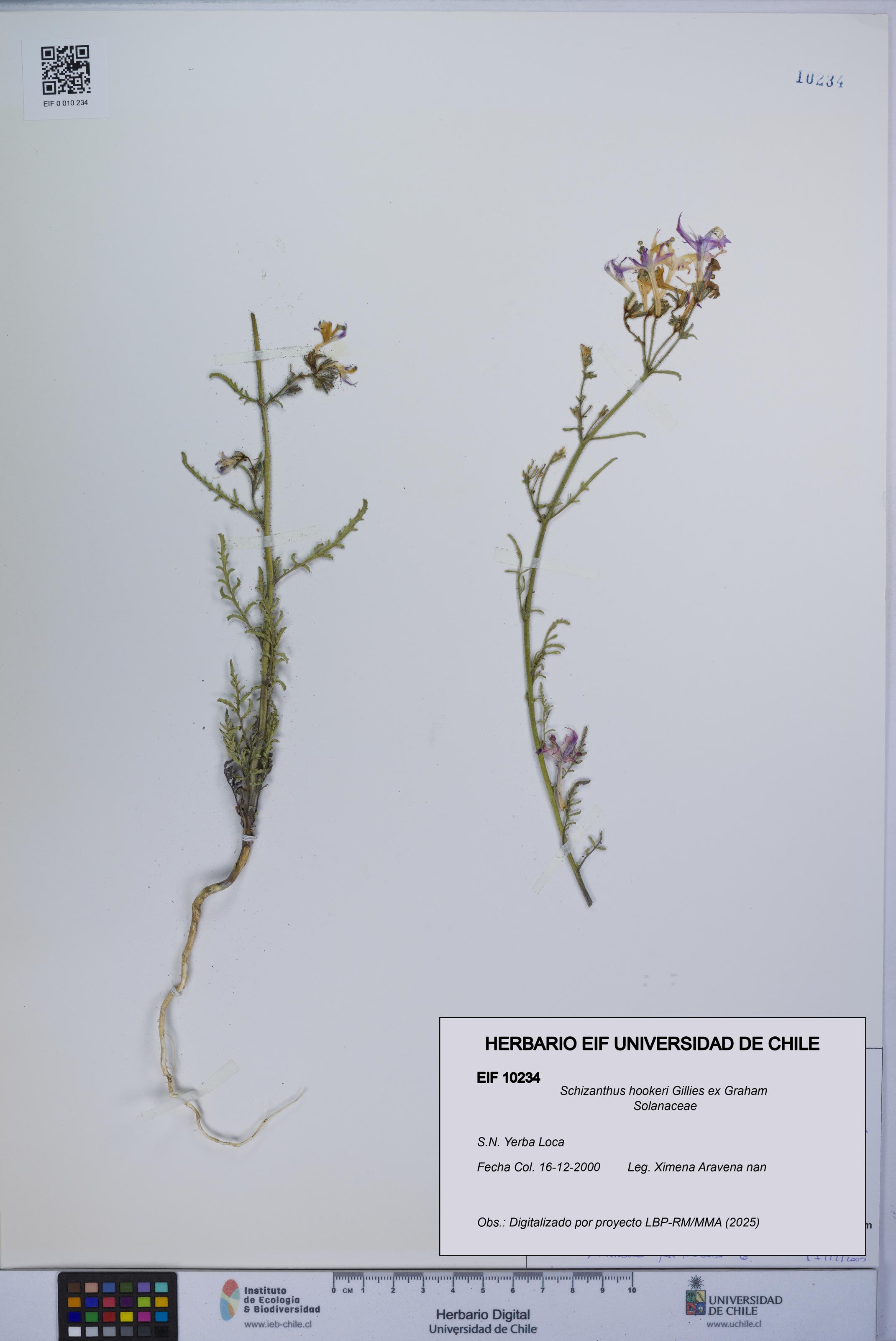 Schizanthus hookeri [Espécimen: UCH:EIF:0010234]